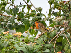 Erithacus rubecula