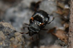 Histeridae