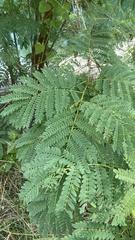 Delonix regia