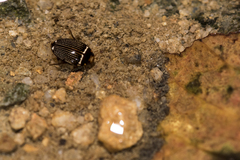 Platynectes gemellatus
