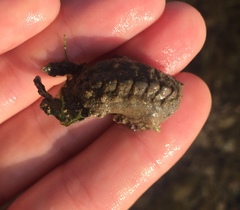 Acanthochitona fascicularis