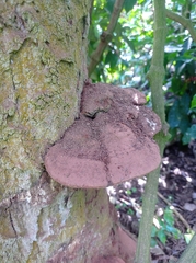 Hexagonia hydnoides