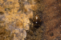 Lacconectus formosanus