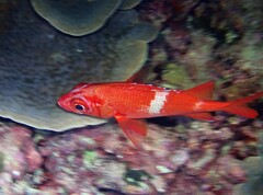 Sargocentron tiere