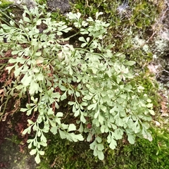 Asplenium ruta-muraria