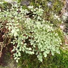 Asplenium ruta-muraria