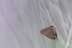 Deudorix epijarbas menesicles