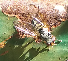 Ulidiidae