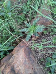 Aloe greatheadii davyana