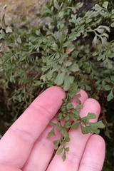 Asplenium ruta-muraria