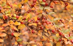 Cotoneaster ascendens