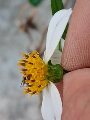 Campiglossa sororcula