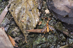 Dictenidia