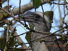 Ocyceros birostris