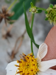 Campiglossa sororcula