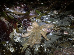 Pycnopodia helianthoides