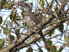 Ocyceros birostris