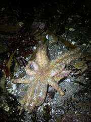 Pycnopodia helianthoides