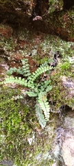 Asplenium trichomanes