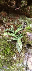 Asplenium trichomanes