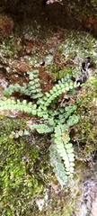 Asplenium trichomanes