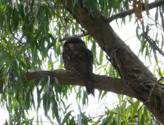 Podargus papuensis