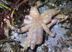 Pycnopodia helianthoides