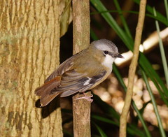 Gray-Headed Robin photo 3