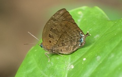 Arhopala centaurus