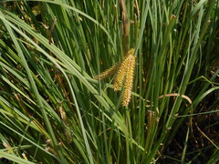 Carex rostrata