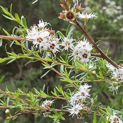 Kunzea leptospermoides