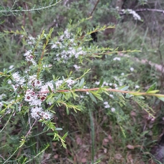 Kunzea leptospermoides