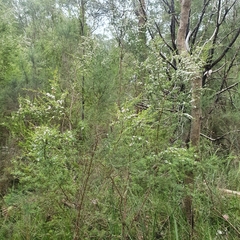 Kunzea leptospermoides