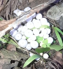 Schizophyllum commune