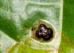 Cassida thailandica
