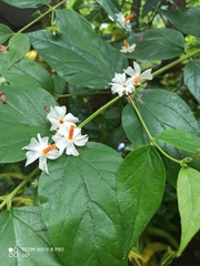 Nyctanthes arbor-tristis
