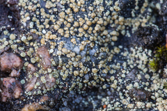Lecanora polytropa