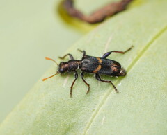 Eleale pulchra
