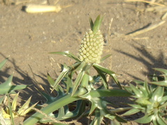 Eryngium coronatum