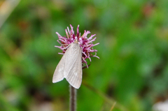 Udea alpinalis