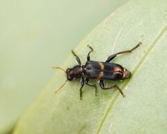 Eleale pulchra