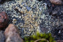 Lecanora polytropa