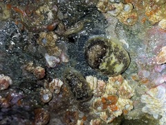 Onchidoris bilamellata