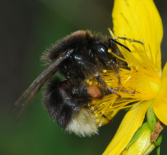 Bombus soroeensis
