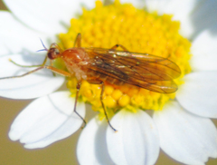 Empis