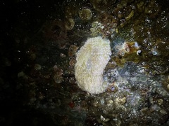 Aeolidia