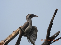 Ocyceros birostris