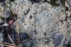 Lecanora polytropa