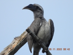 Ocyceros birostris