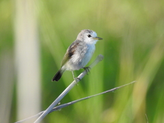 Arundinicola leucocephala
